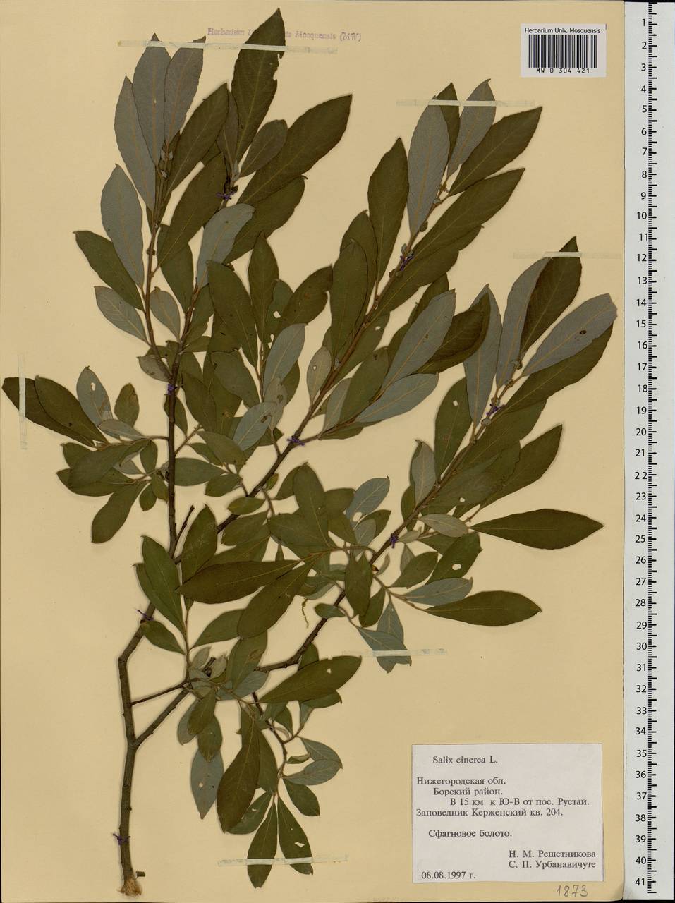 Salix cinerea L., Eastern Europe, Volga-Kama region (E7) (Russia)