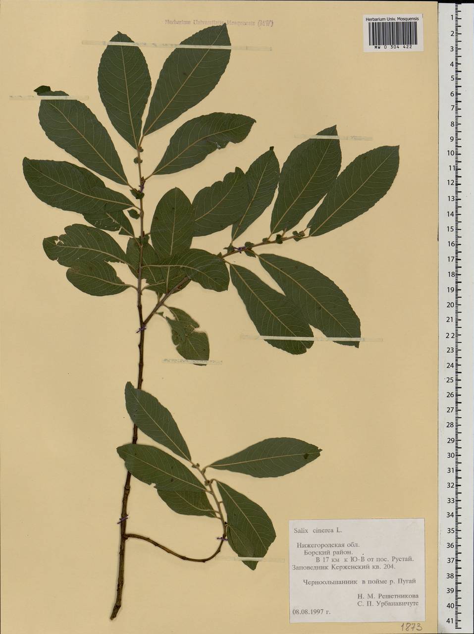 Salix cinerea L., Eastern Europe, Volga-Kama region (E7) (Russia)