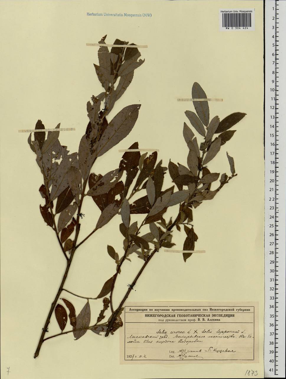 Salix cinerea L., Eastern Europe, Volga-Kama region (E7) (Russia)