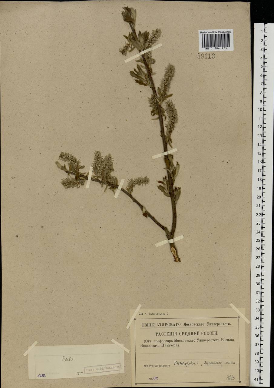 Salix cinerea L., Eastern Europe, Volga-Kama region (E7) (Russia)