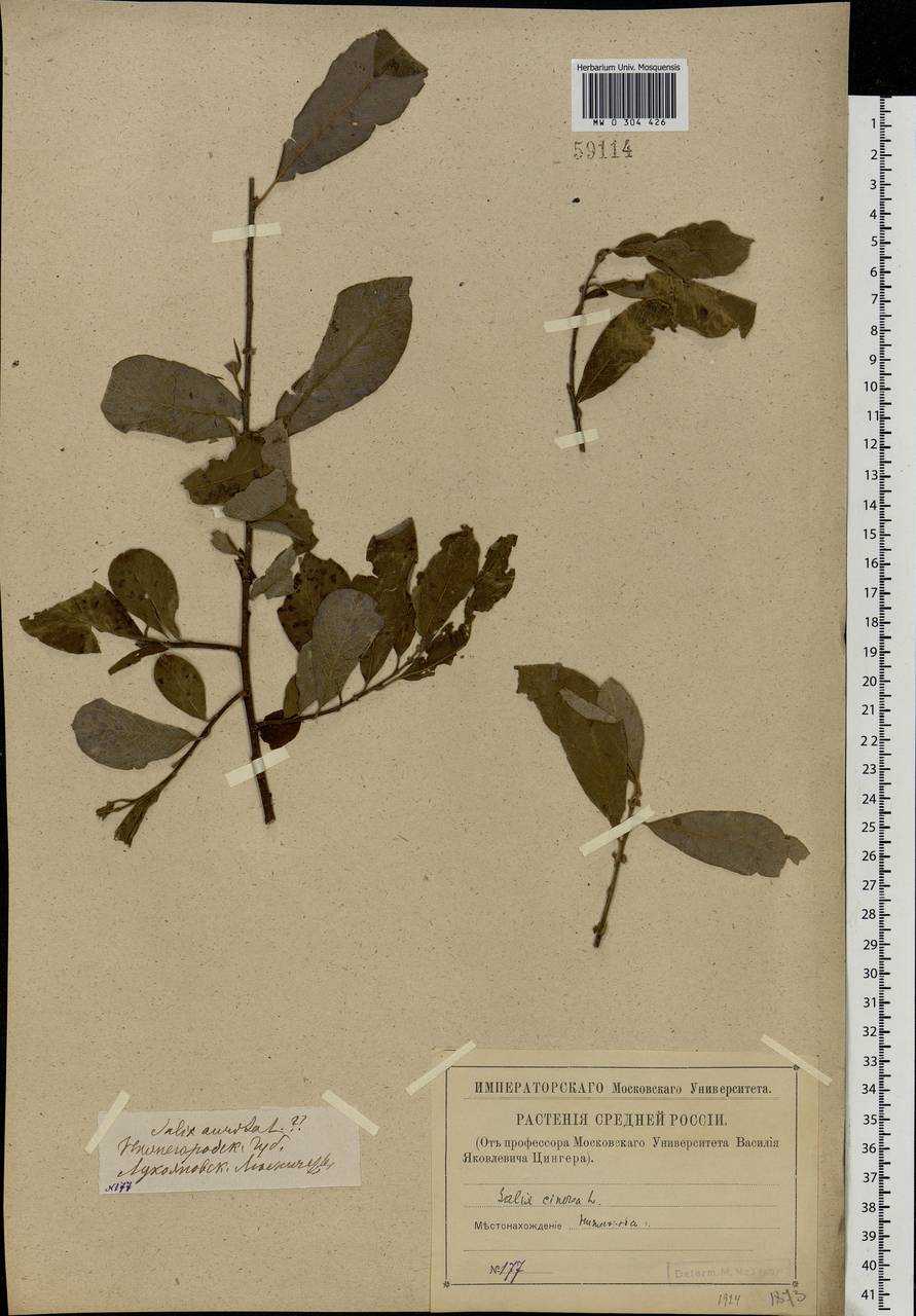 Salix cinerea L., Eastern Europe, Volga-Kama region (E7) (Russia)