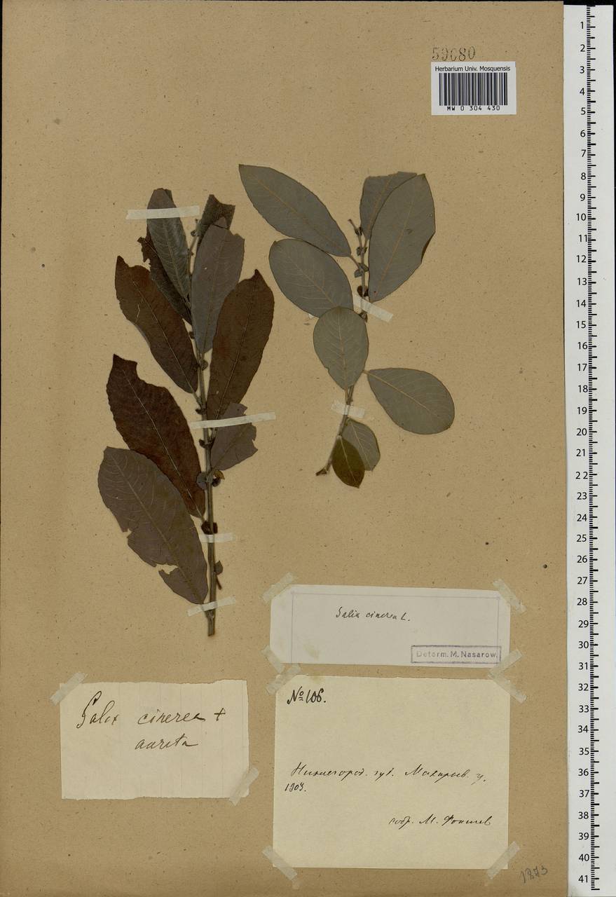 Salix cinerea L., Eastern Europe, Volga-Kama region (E7) (Russia)