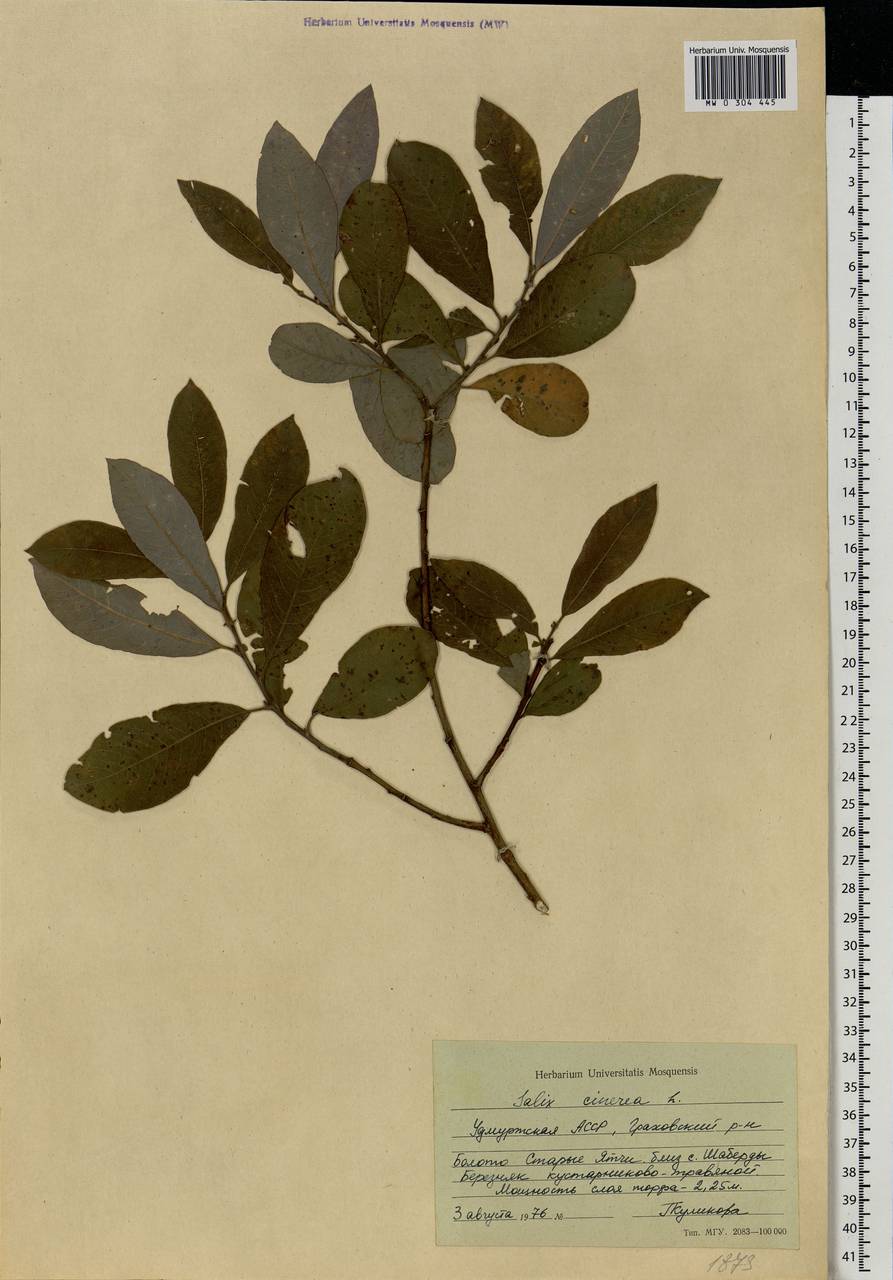 Salix cinerea L., Eastern Europe, Volga-Kama region (E7) (Russia)