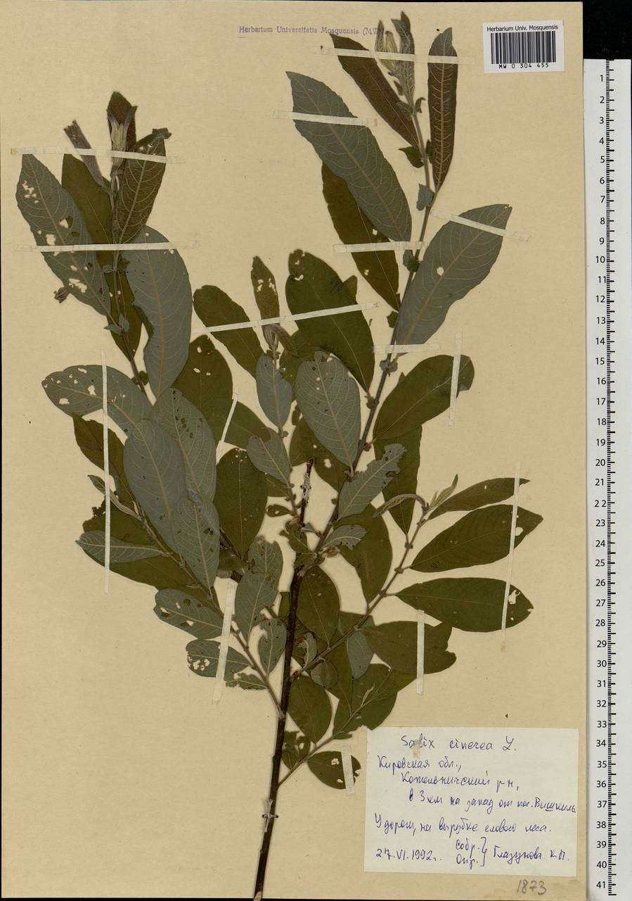 Salix cinerea L., Eastern Europe, Volga-Kama region (E7) (Russia)