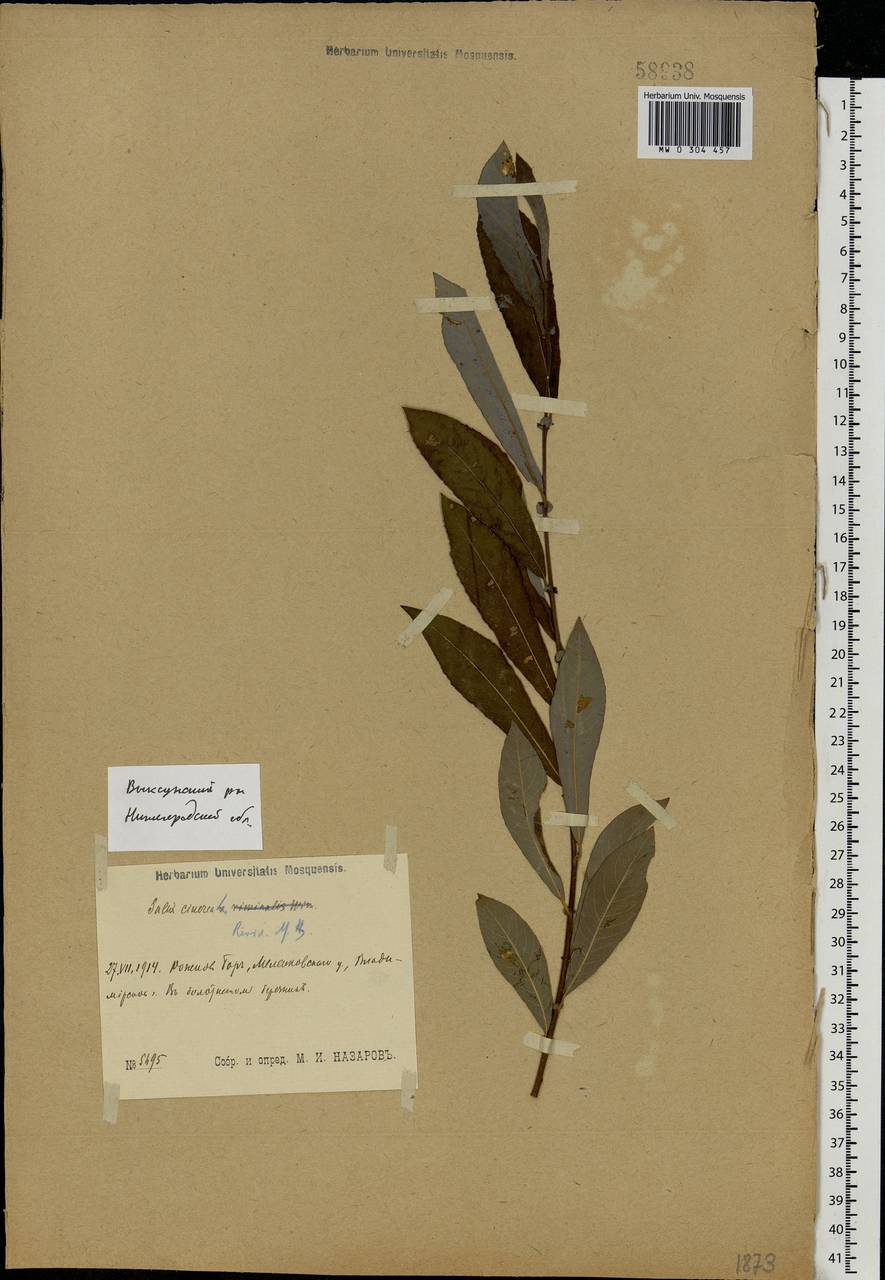 Salix cinerea L., Eastern Europe, Volga-Kama region (E7) (Russia)
