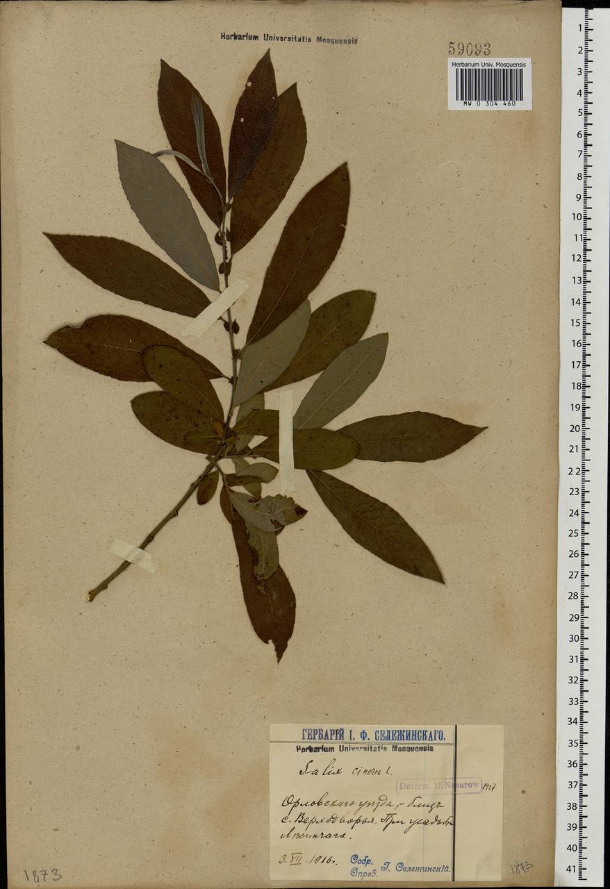Salix cinerea L., Eastern Europe, Volga-Kama region (E7) (Russia)