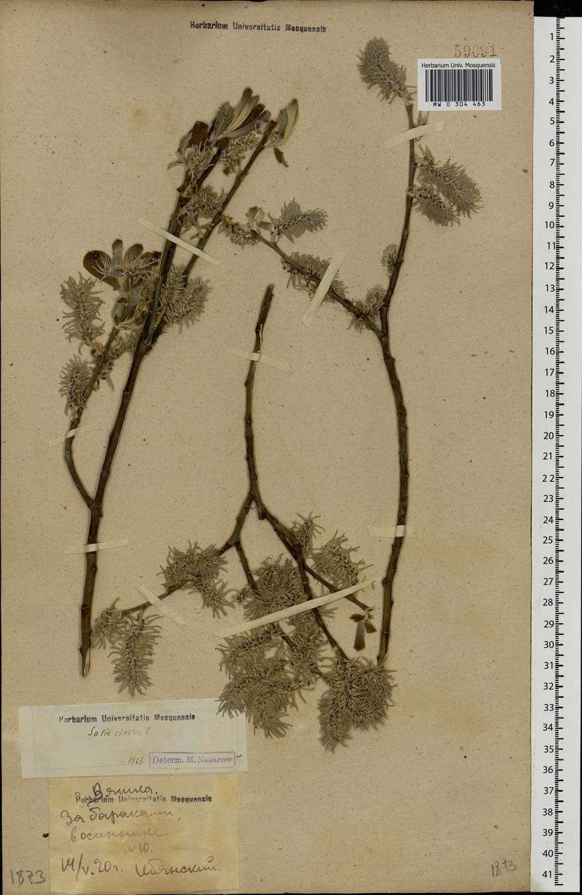 Salix cinerea L., Eastern Europe, Volga-Kama region (E7) (Russia)
