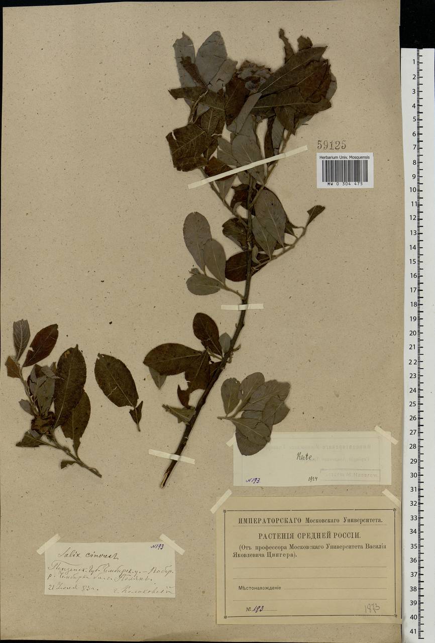 Salix cinerea L., Eastern Europe, Middle Volga region (E8) (Russia)