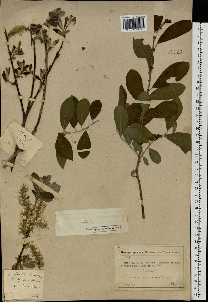 Salix cinerea L., Eastern Europe, Middle Volga region (E8) (Russia)