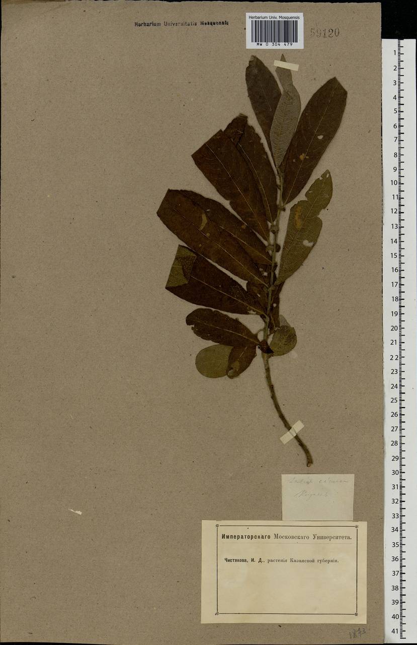 Salix cinerea L., Eastern Europe, Middle Volga region (E8) (Russia)