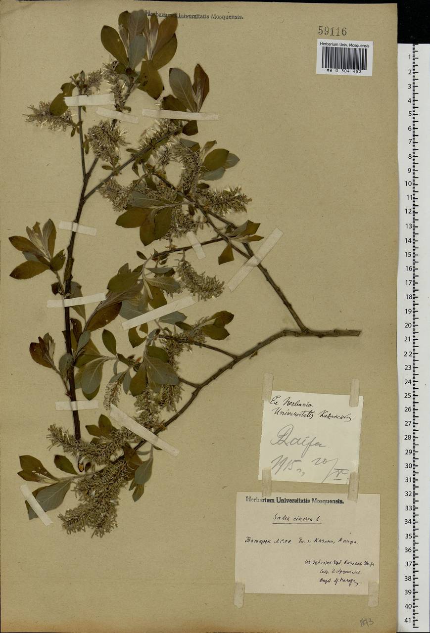 Salix cinerea L., Eastern Europe, Middle Volga region (E8) (Russia)
