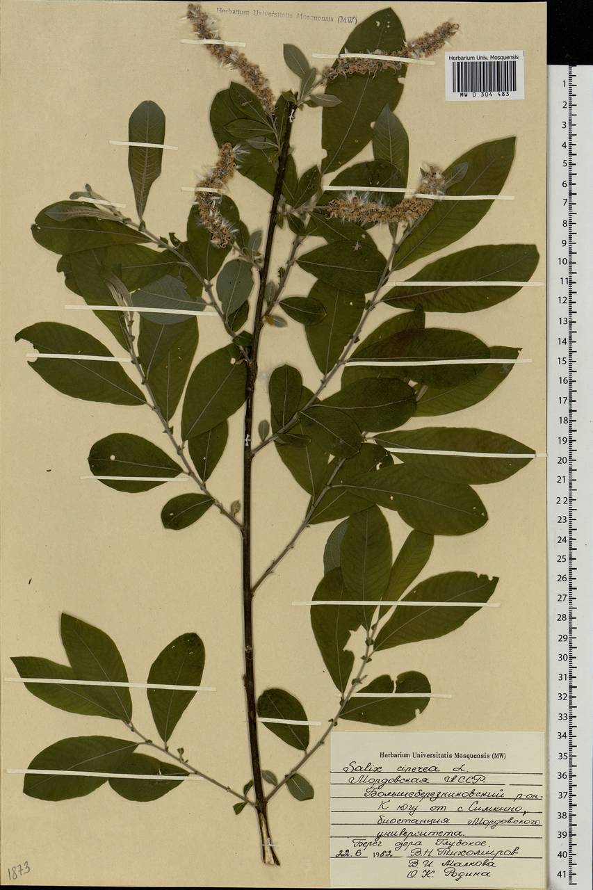 Salix cinerea L., Eastern Europe, Middle Volga region (E8) (Russia)