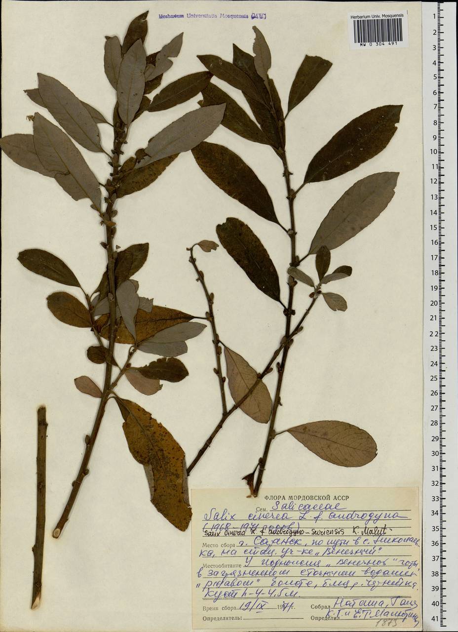 Salix cinerea L., Eastern Europe, Middle Volga region (E8) (Russia)
