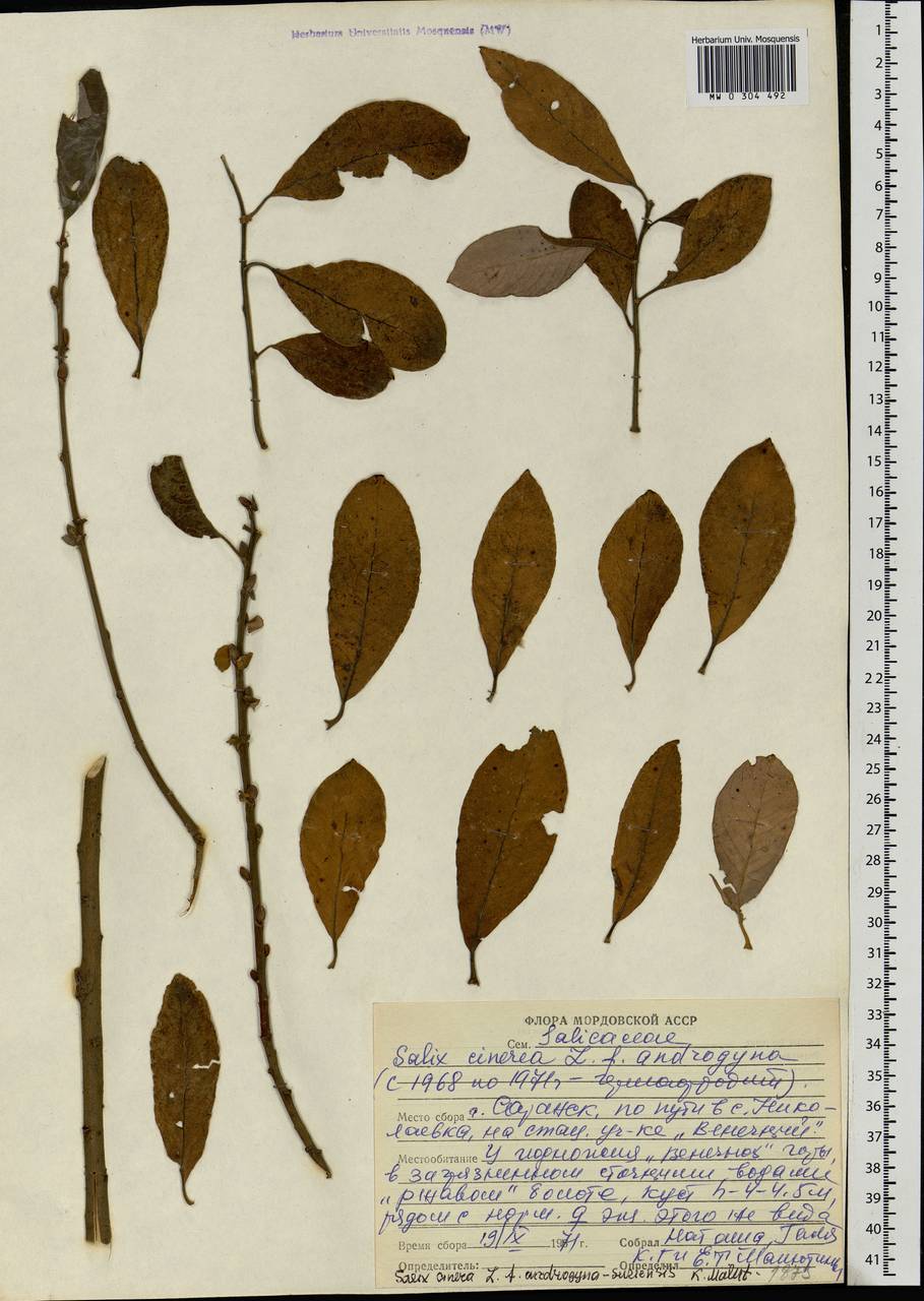 Salix cinerea L., Eastern Europe, Middle Volga region (E8) (Russia)