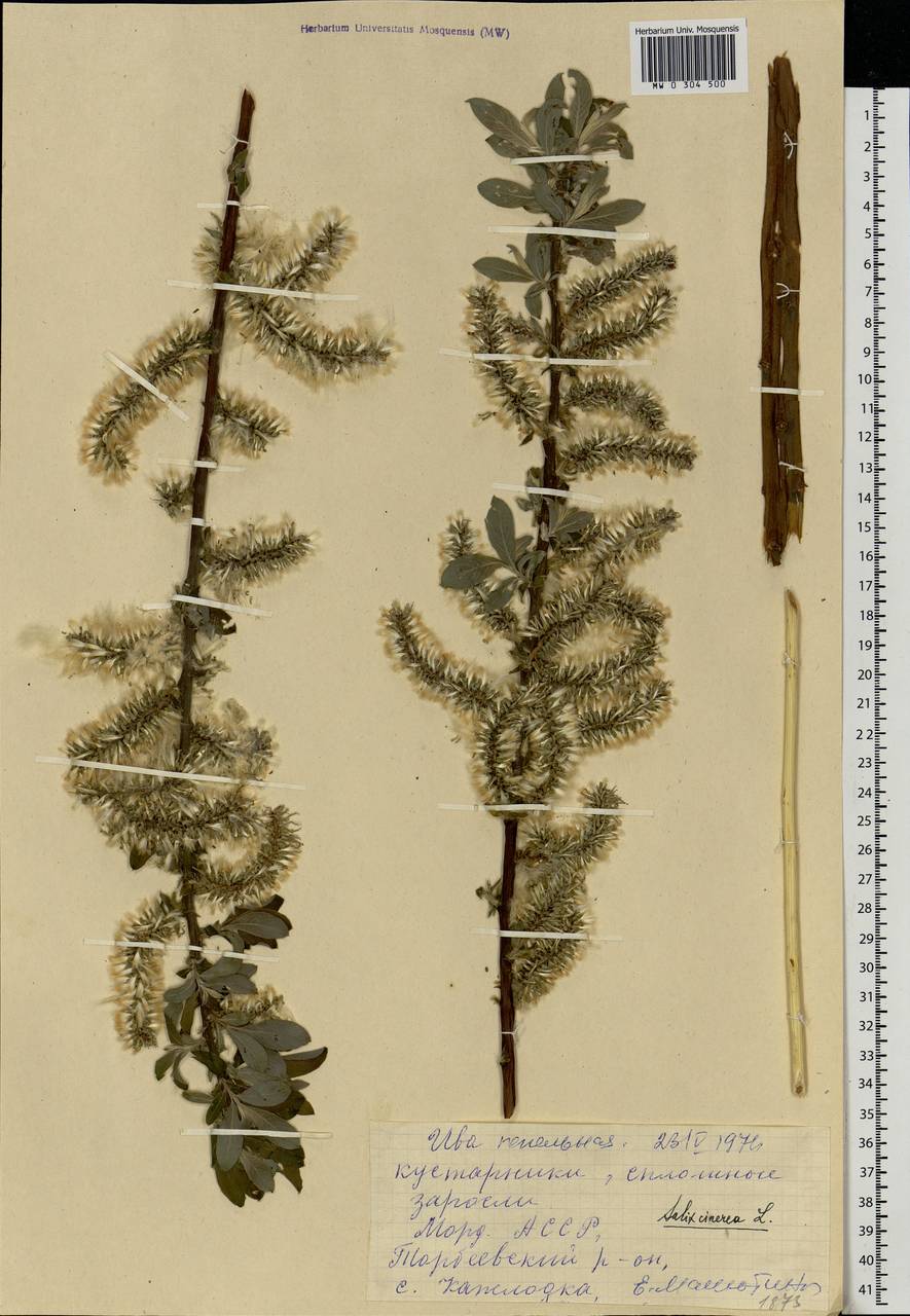 Salix cinerea L., Eastern Europe, Middle Volga region (E8) (Russia)