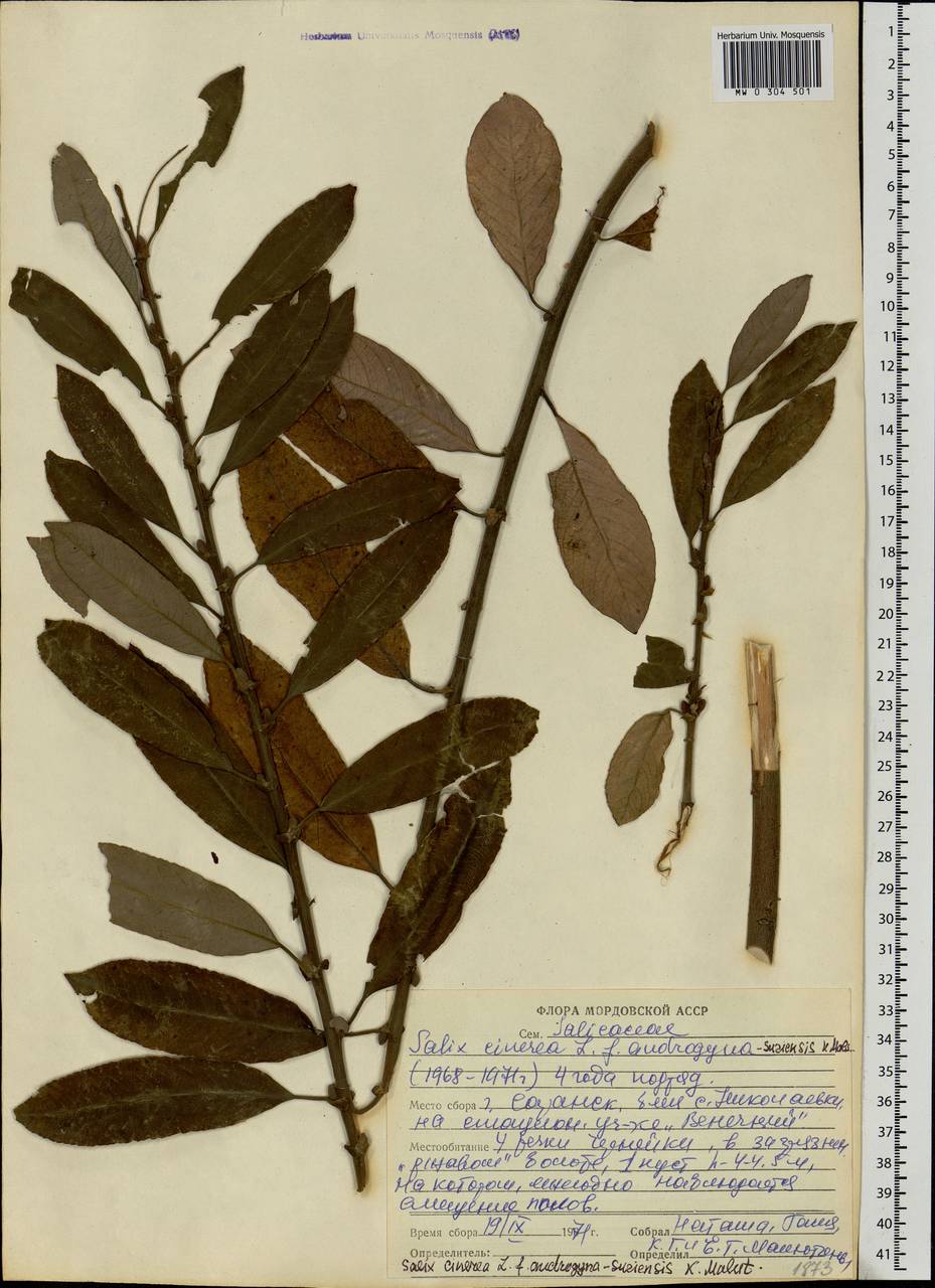 Salix cinerea L., Eastern Europe, Middle Volga region (E8) (Russia)