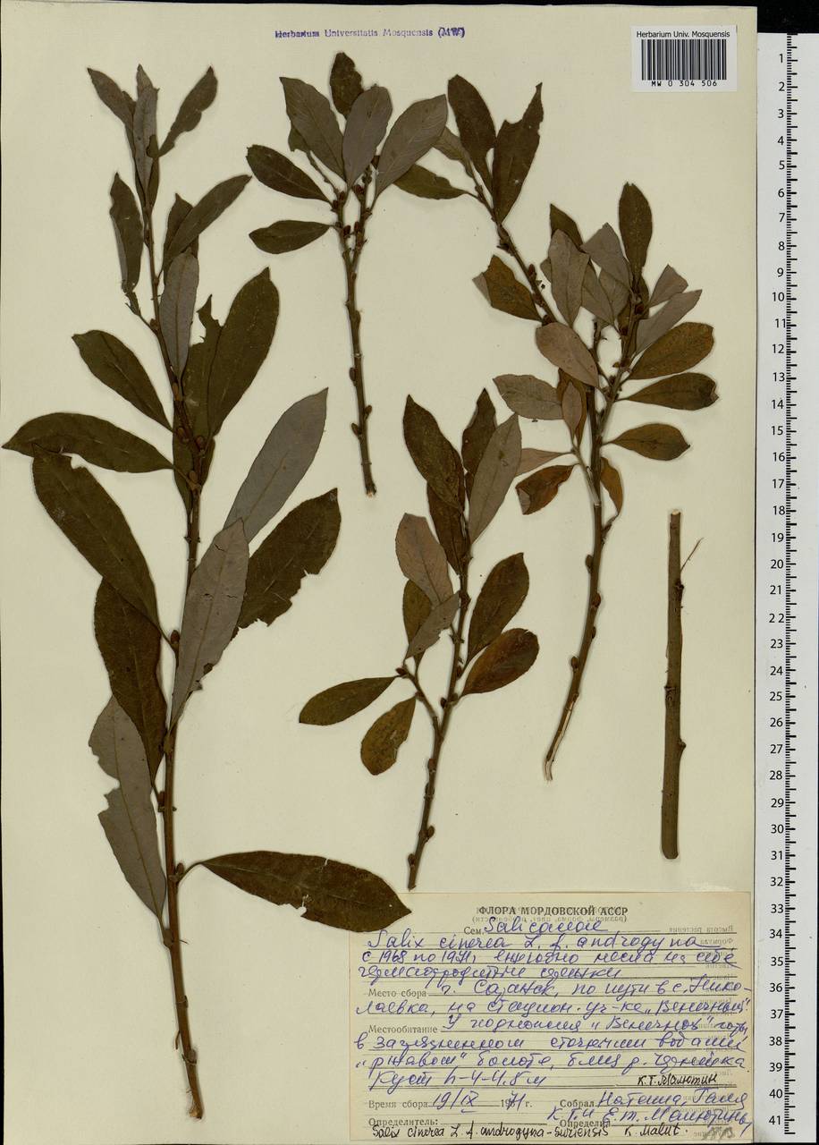 Salix cinerea L., Eastern Europe, Middle Volga region (E8) (Russia)
