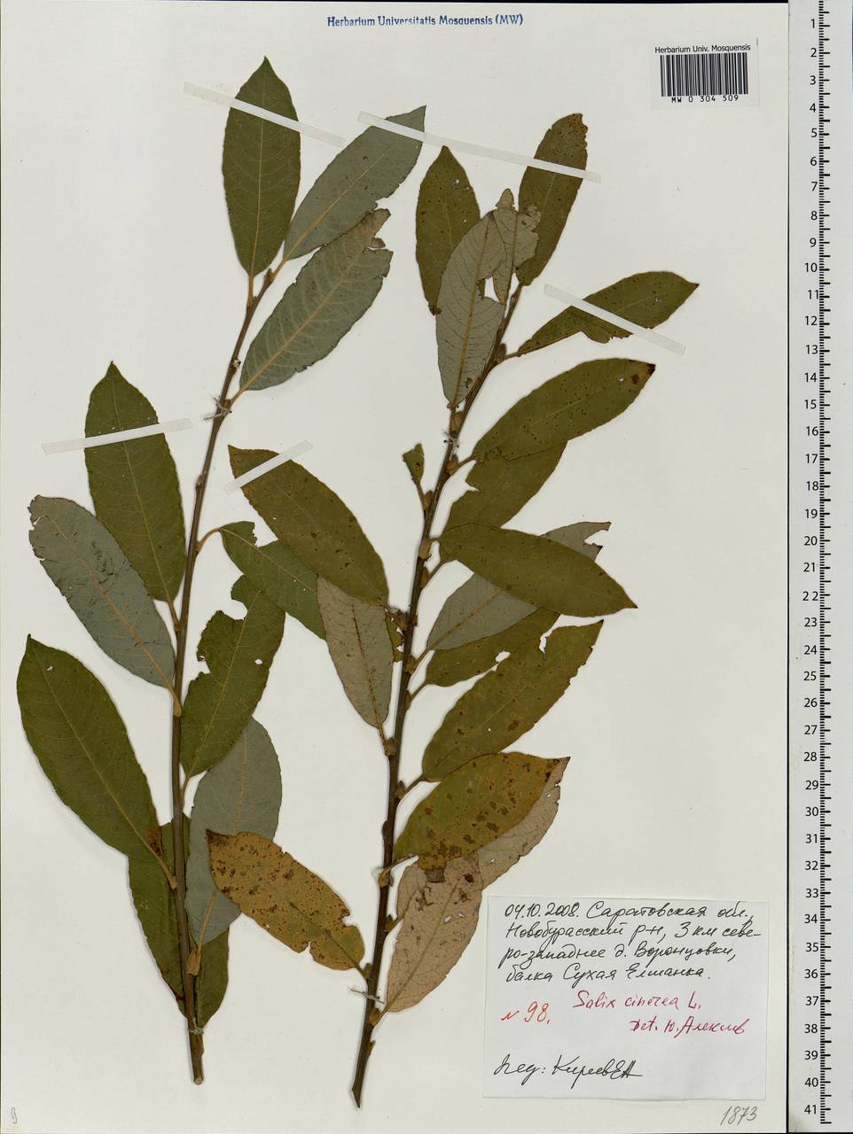 Salix cinerea L., Eastern Europe, Lower Volga region (E9) (Russia)