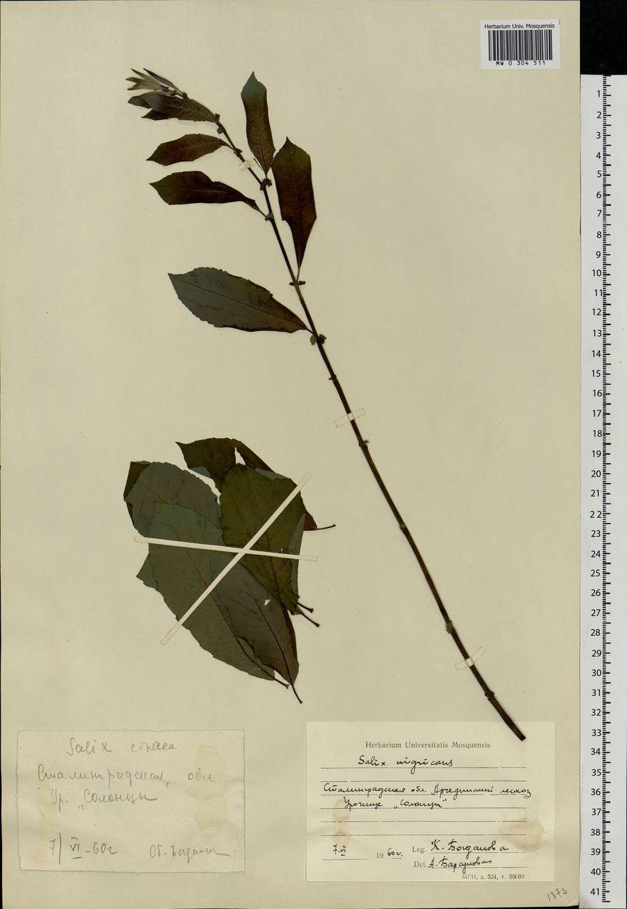 Salix cinerea L., Eastern Europe, Lower Volga region (E9) (Russia)