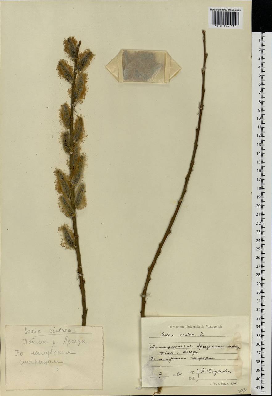 Salix cinerea L., Eastern Europe, Lower Volga region (E9) (Russia)