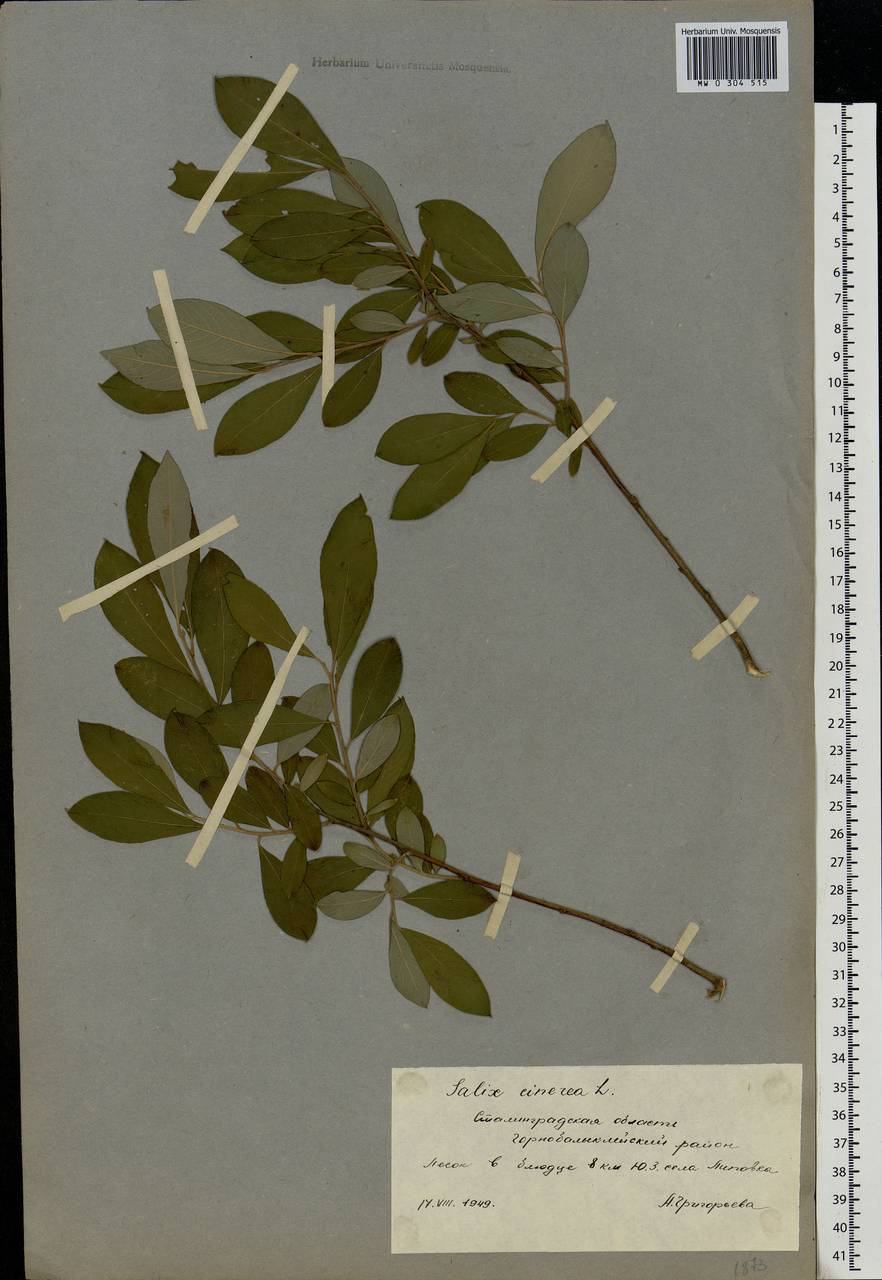 Salix cinerea L., Eastern Europe, Lower Volga region (E9) (Russia)