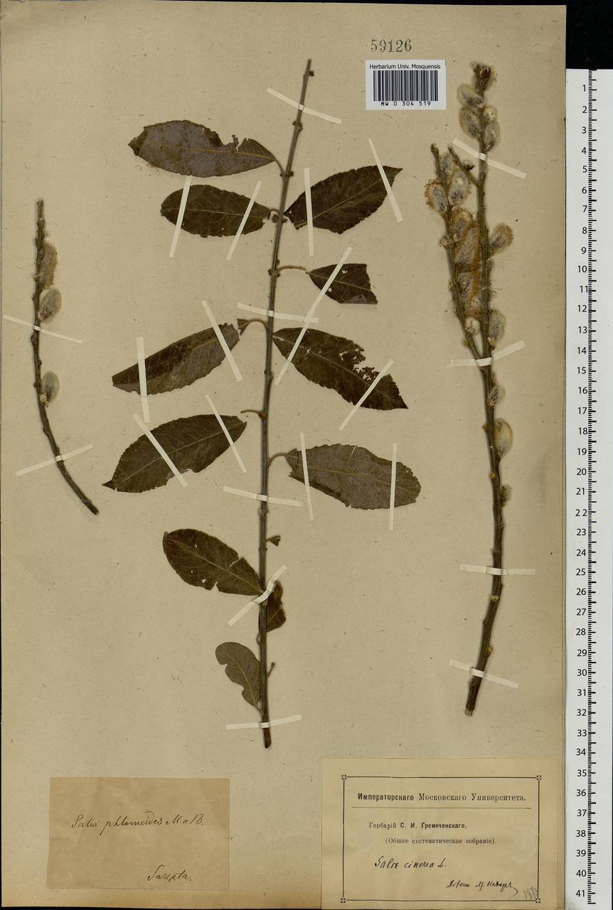 Salix cinerea L., Eastern Europe, Lower Volga region (E9) (Russia)