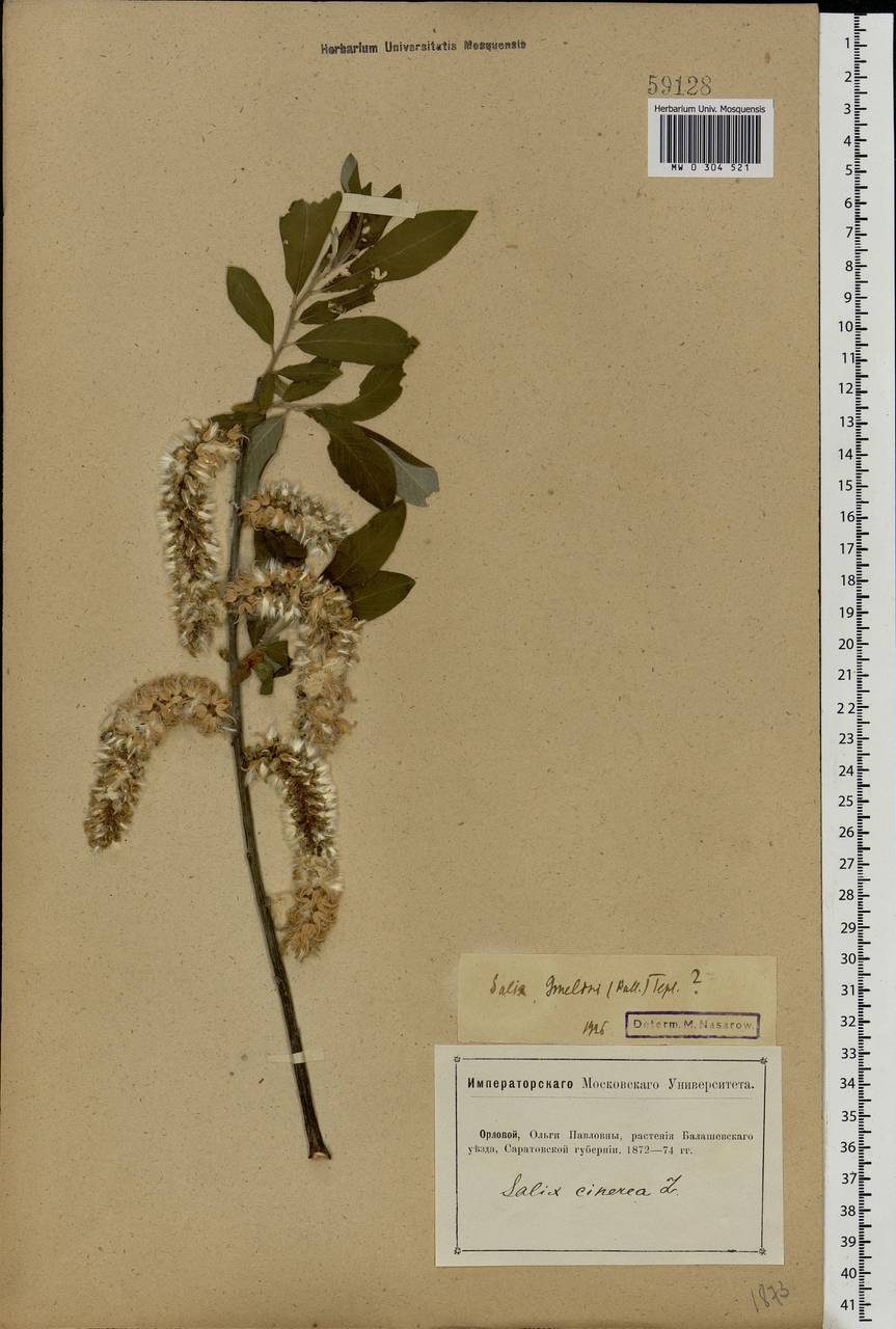 Salix cinerea L., Eastern Europe, Lower Volga region (E9) (Russia)
