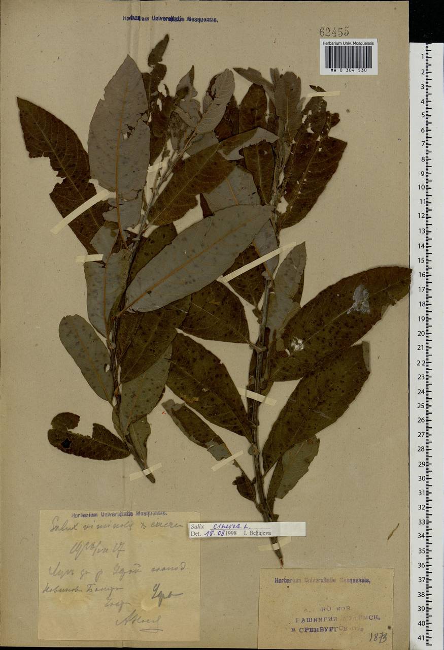 Salix cinerea L., Eastern Europe, Eastern region (E10) (Russia)
