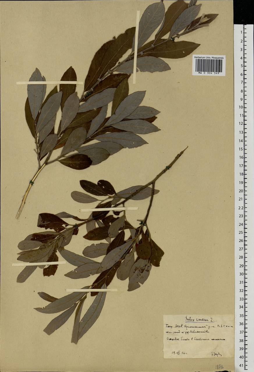 Salix cinerea L., Eastern Europe, Eastern region (E10) (Russia)