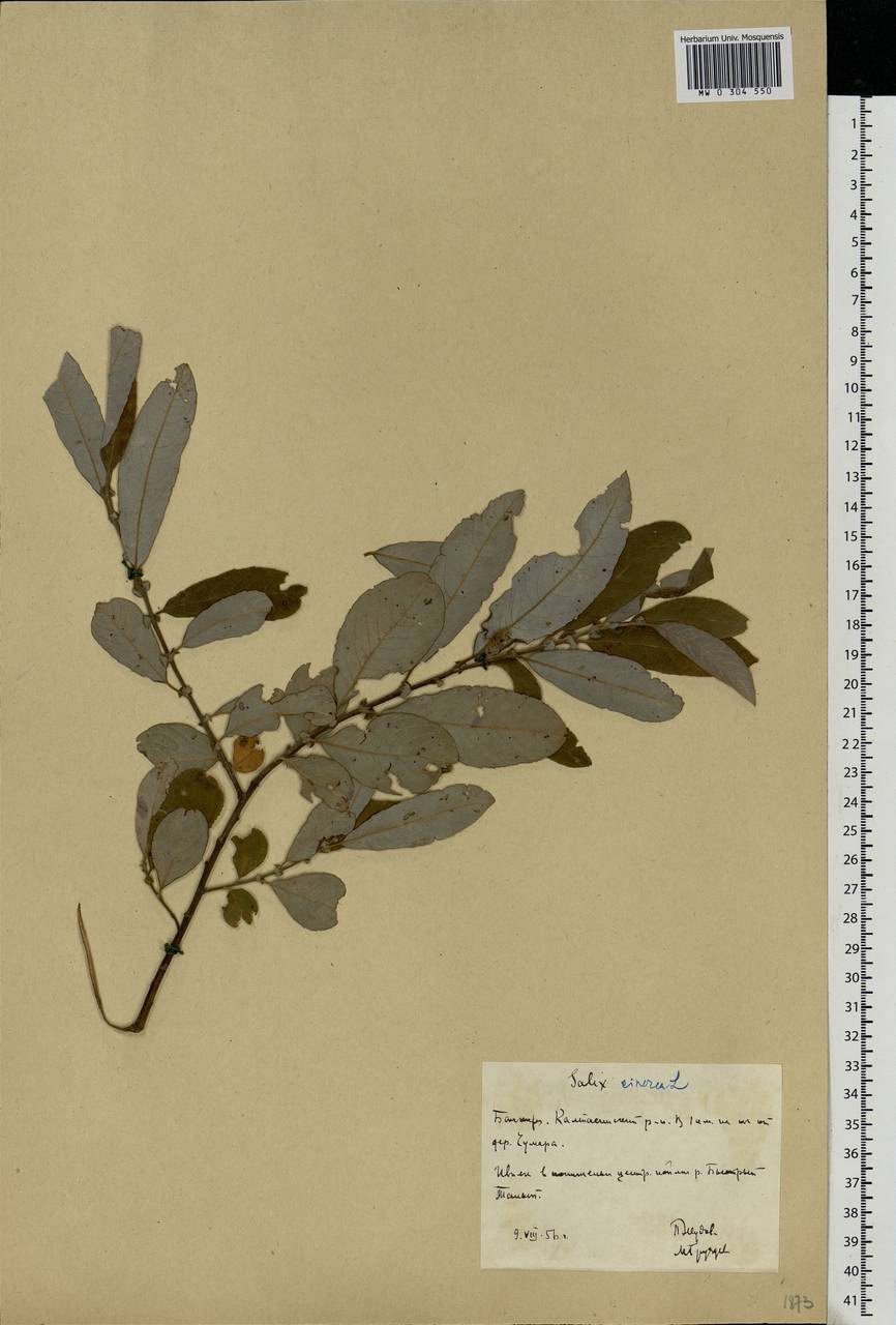 Salix cinerea L., Eastern Europe, Eastern region (E10) (Russia)