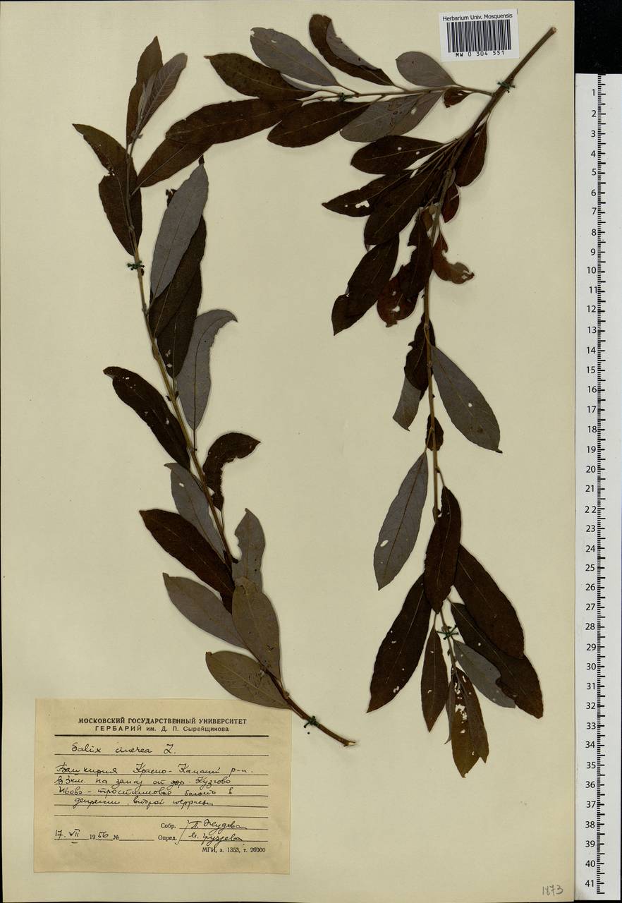 Salix cinerea L., Eastern Europe, Eastern region (E10) (Russia)