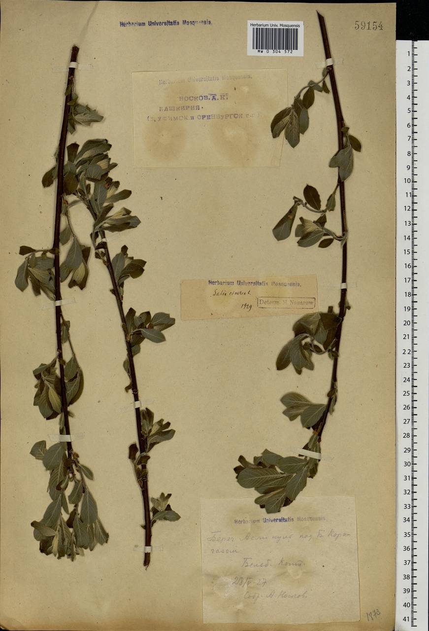 Salix cinerea L., Eastern Europe, Eastern region (E10) (Russia)