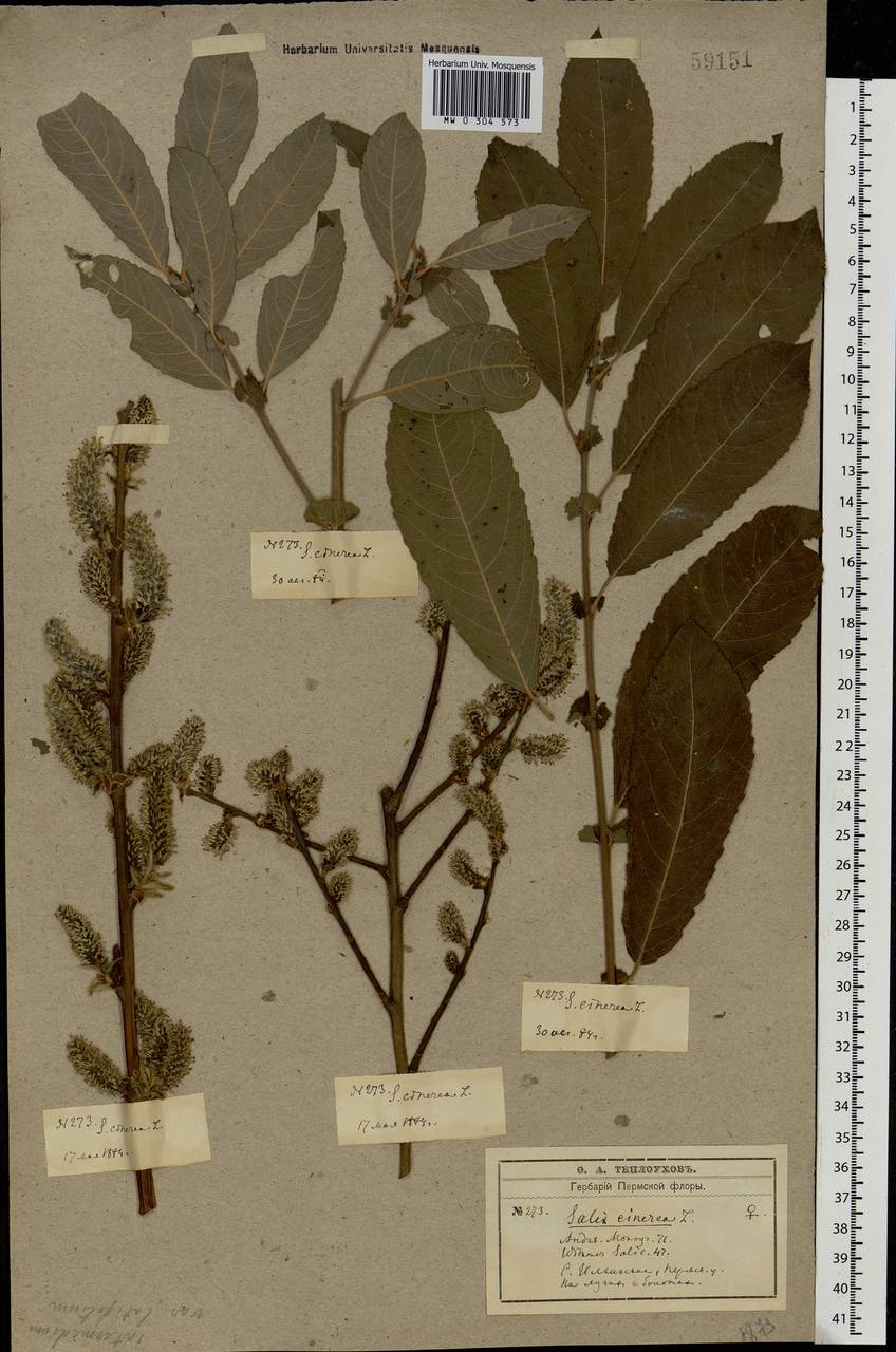 Salix cinerea L., Eastern Europe, Eastern region (E10) (Russia)