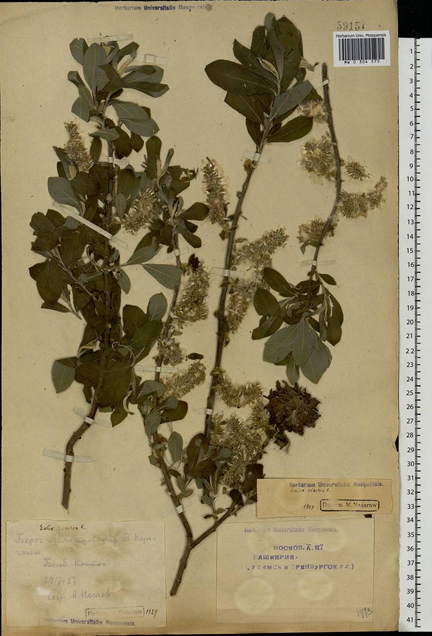 Salix cinerea L., Eastern Europe, Eastern region (E10) (Russia)