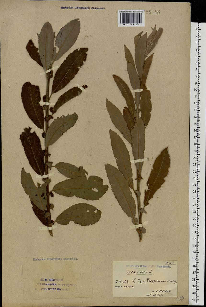 Salix cinerea L., Eastern Europe, Eastern region (E10) (Russia)
