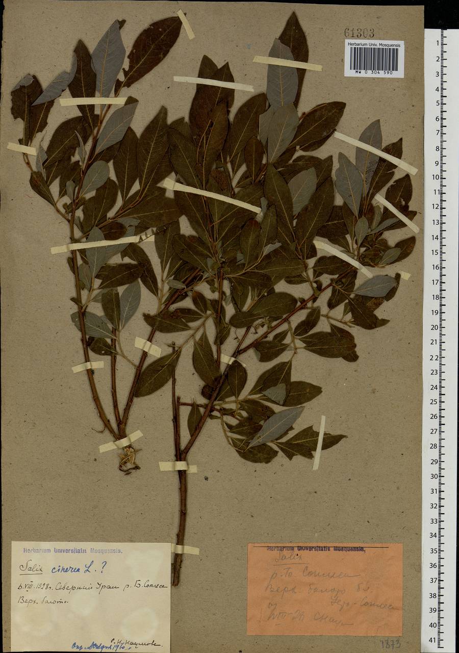 Salix cinerea L., Eastern Europe, Northern region (E1) (Russia)