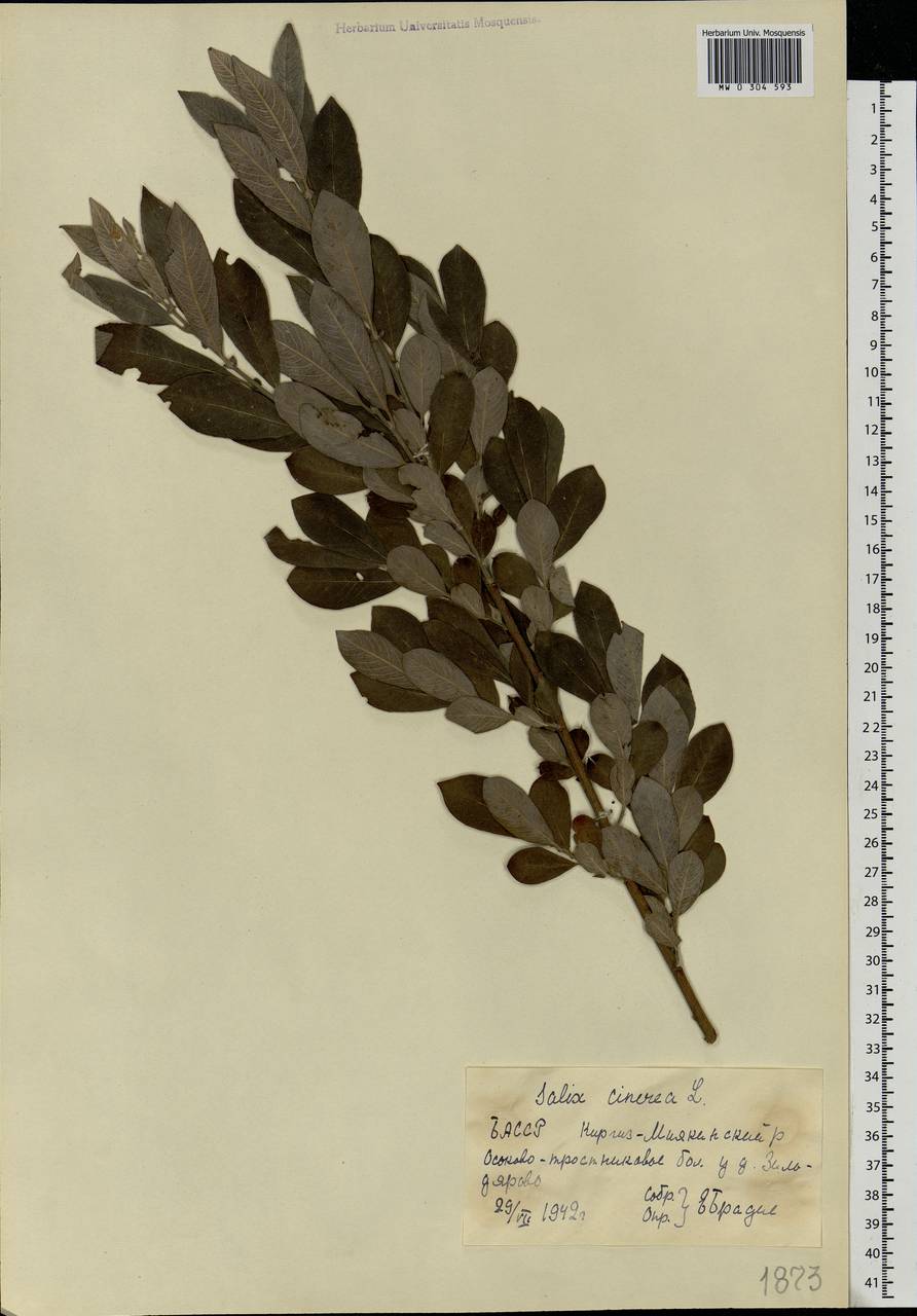 Salix cinerea L., Eastern Europe, Eastern region (E10) (Russia)