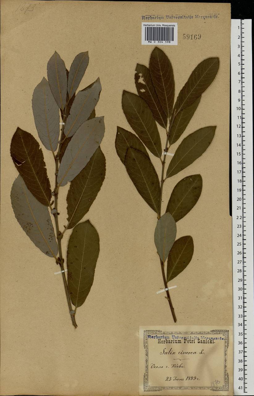Salix cinerea L., Eastern Europe, North Ukrainian region (E11) (Ukraine)