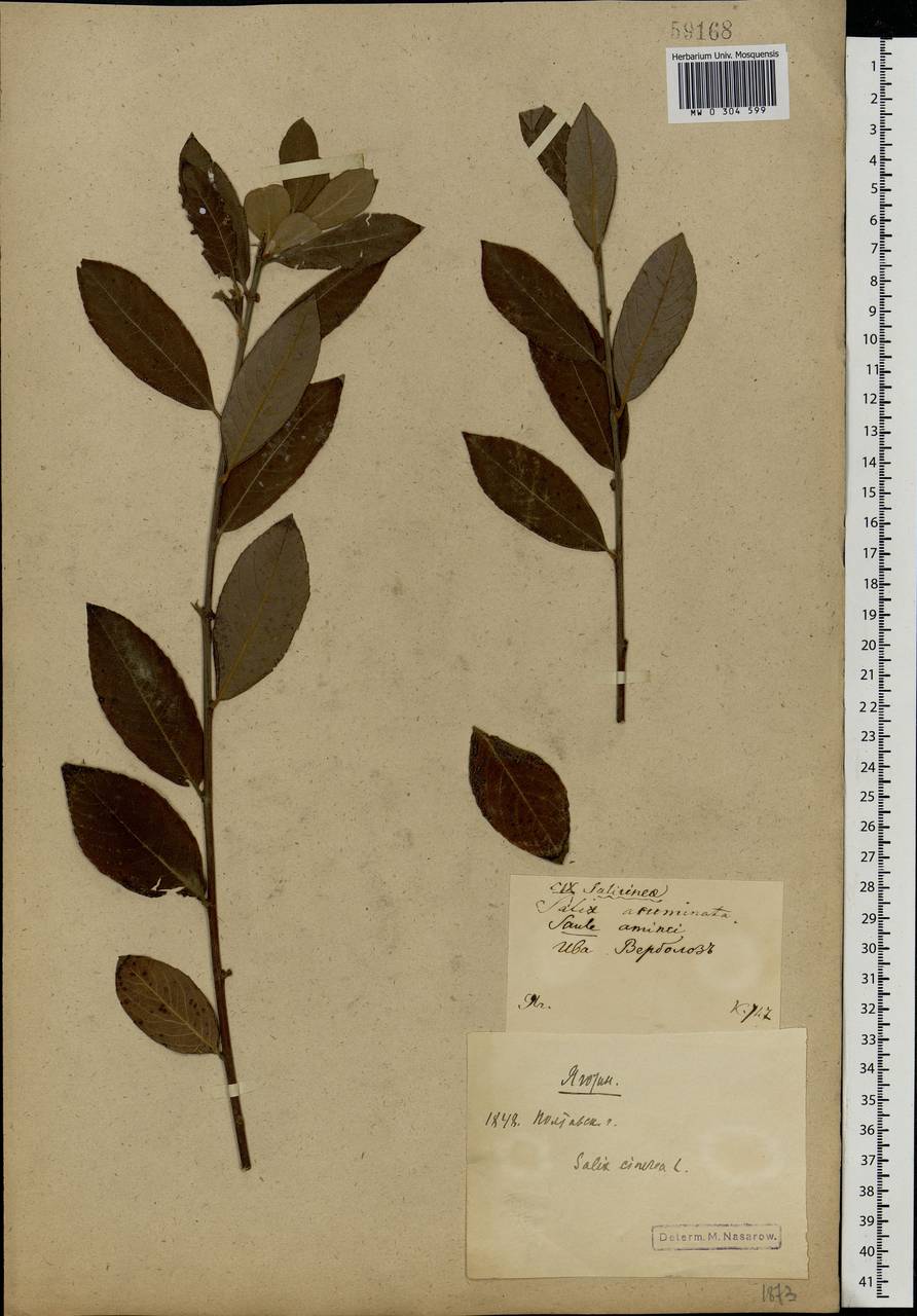 Salix cinerea L., Eastern Europe, North Ukrainian region (E11) (Ukraine)