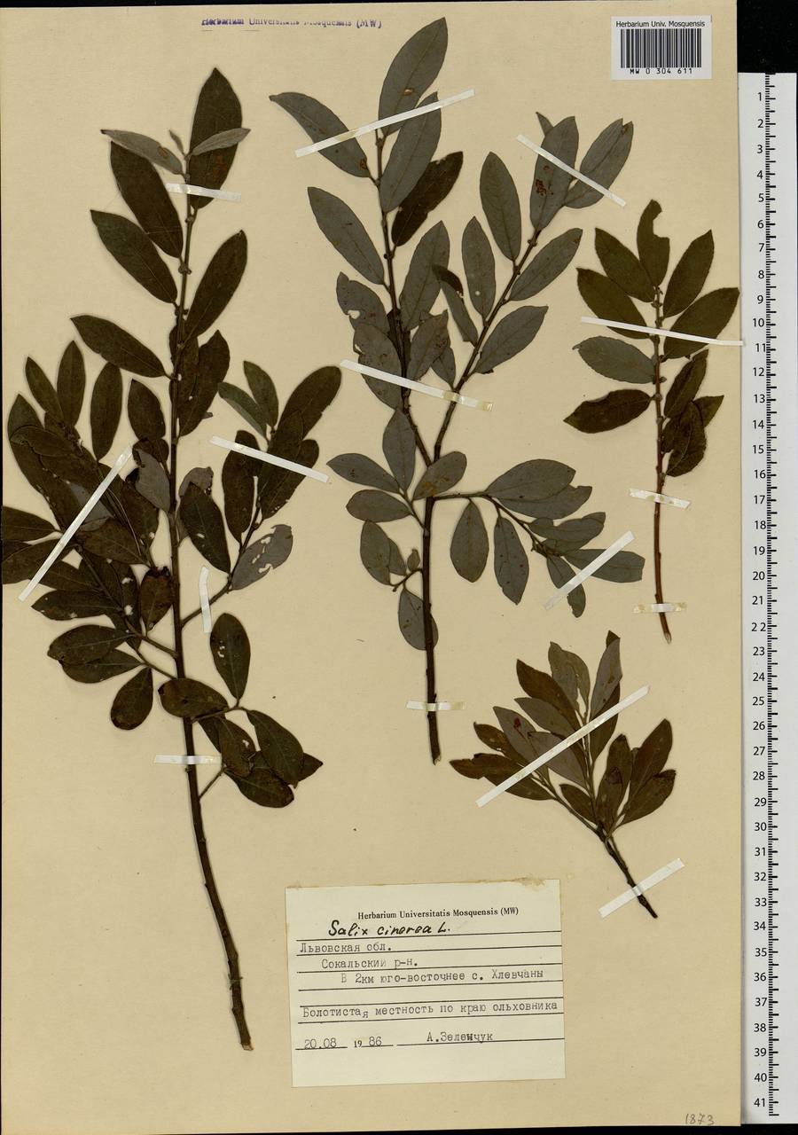 Salix cinerea L., Eastern Europe, West Ukrainian region (E13) (Ukraine)