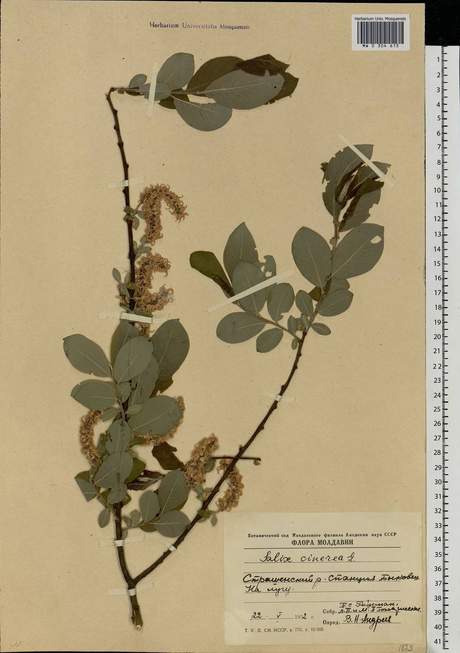 Salix cinerea L., Eastern Europe, Moldova (E13a) (Moldova)
