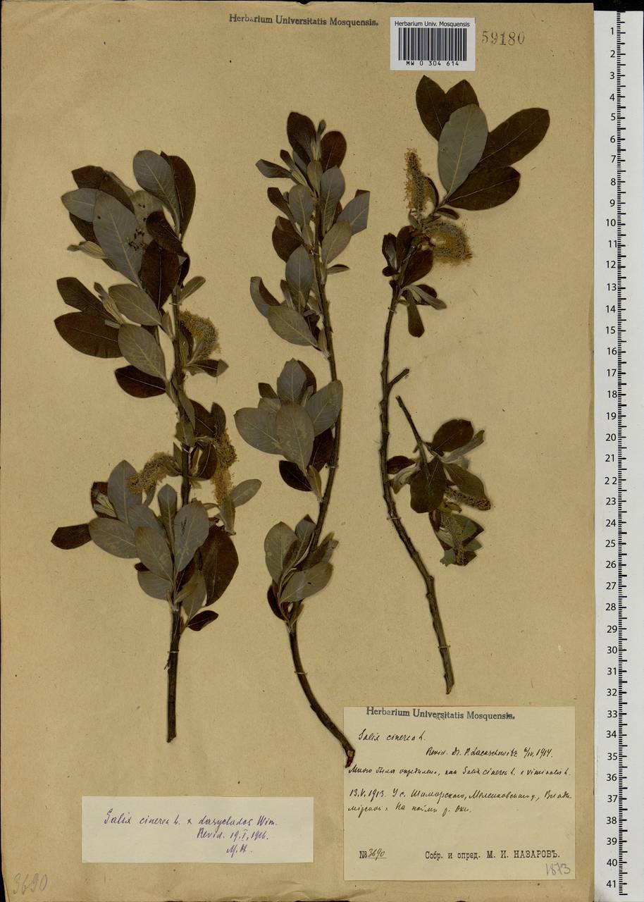 Salix cinerea × dasyclados, Eastern Europe, Central region (E4) (Russia)