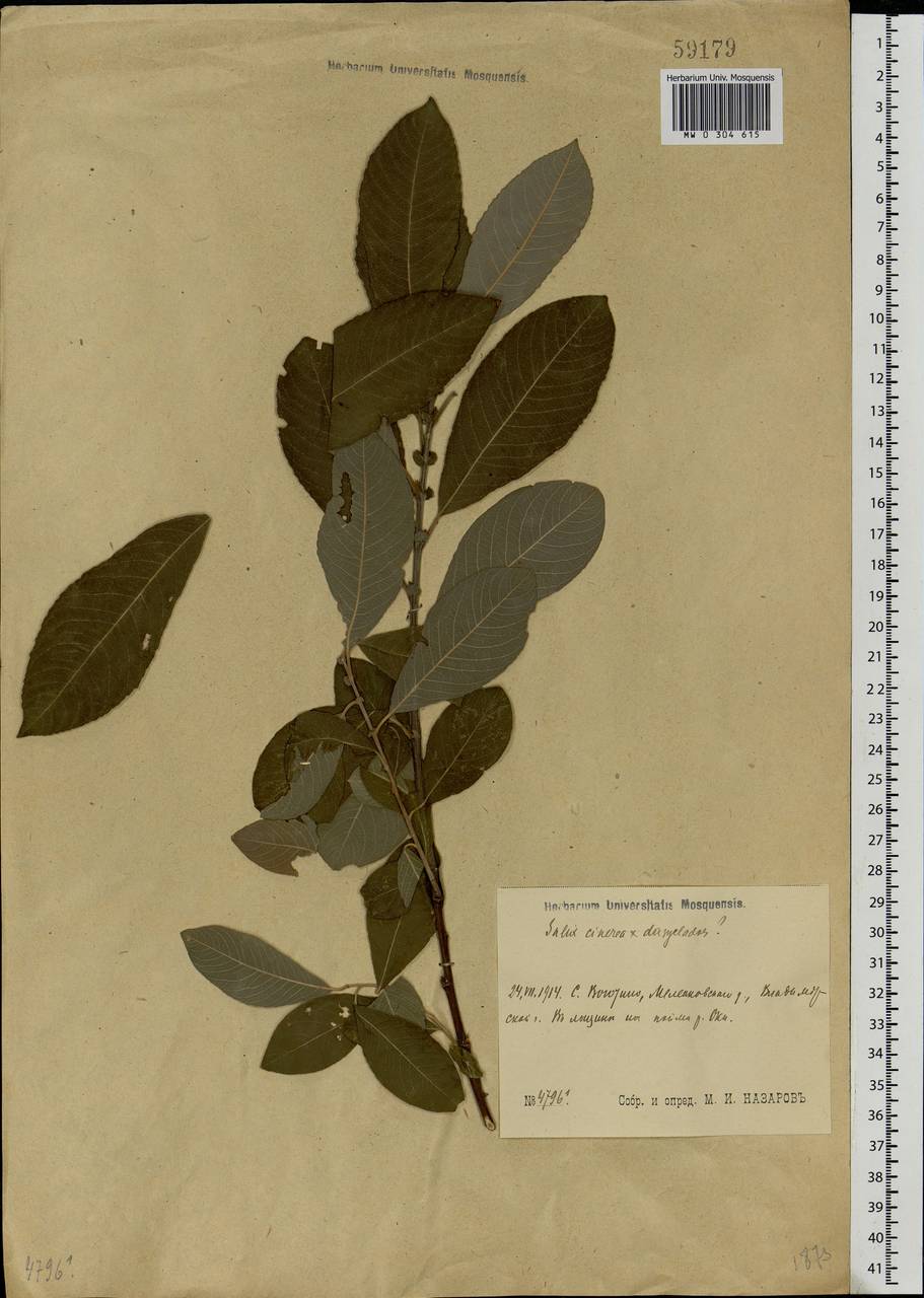 Salix cinerea × dasyclados, Eastern Europe, Central region (E4) (Russia)