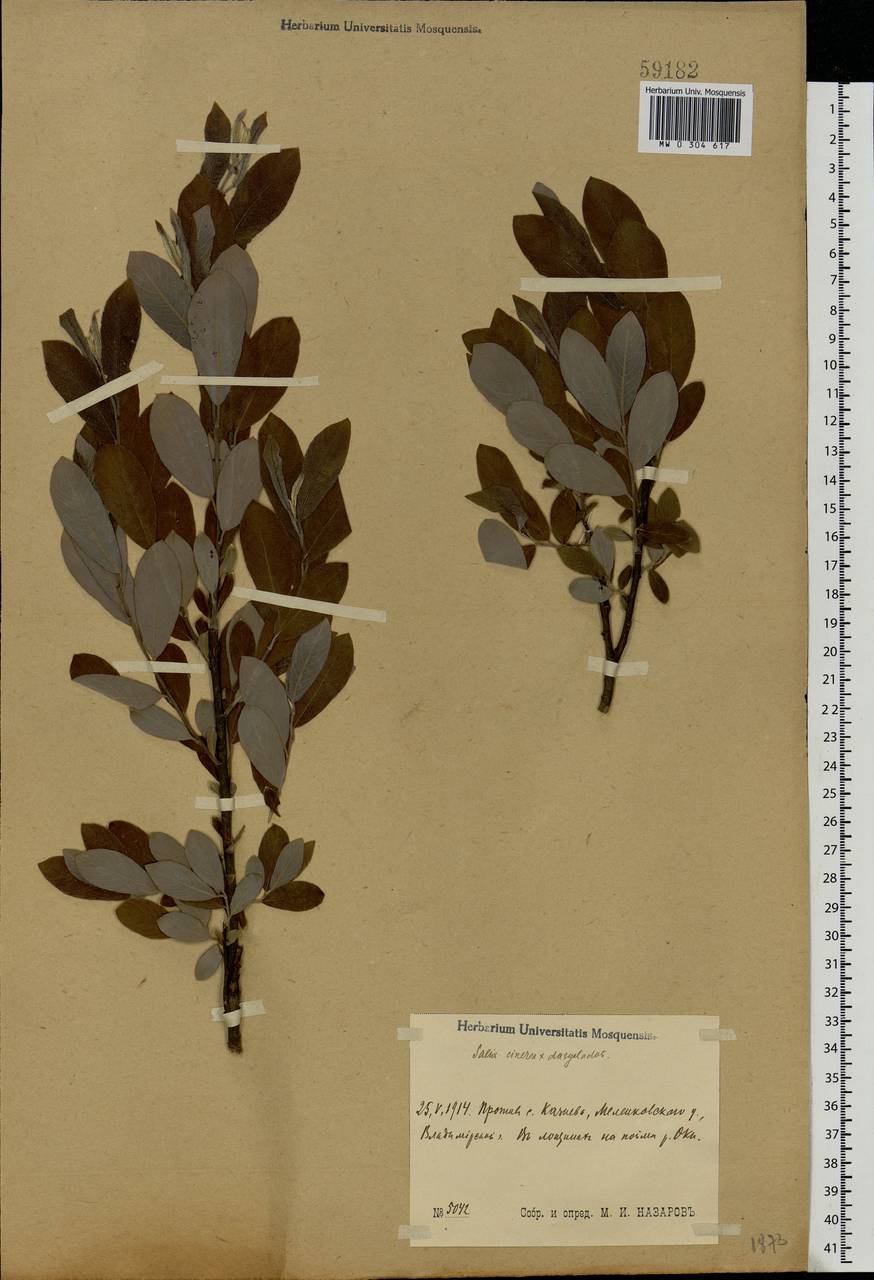 Salix cinerea × dasyclados, Eastern Europe, Central region (E4) (Russia)