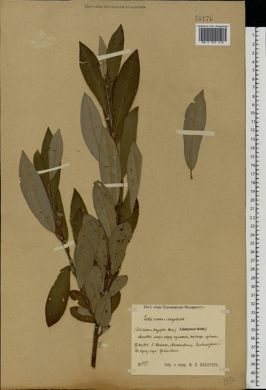 Salix cinerea × dasyclados, Eastern Europe, Central region (E4) (Russia)