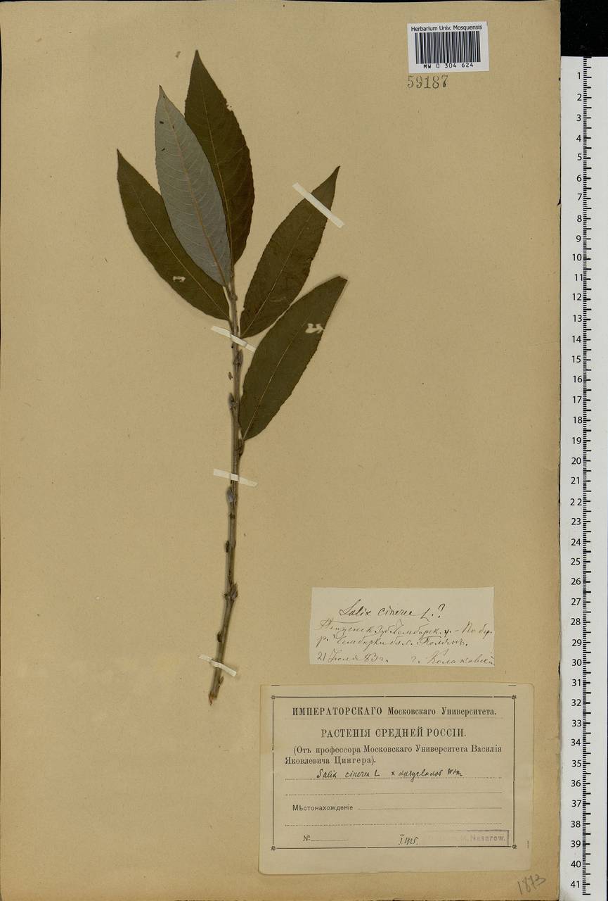 Salix cinerea × dasyclados, Eastern Europe, Middle Volga region (E8) (Russia)