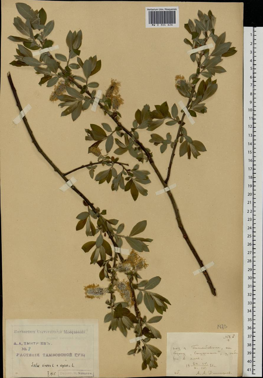 Salix cinerea × starkeana, Eastern Europe, Central forest-and-steppe region (E6) (Russia)