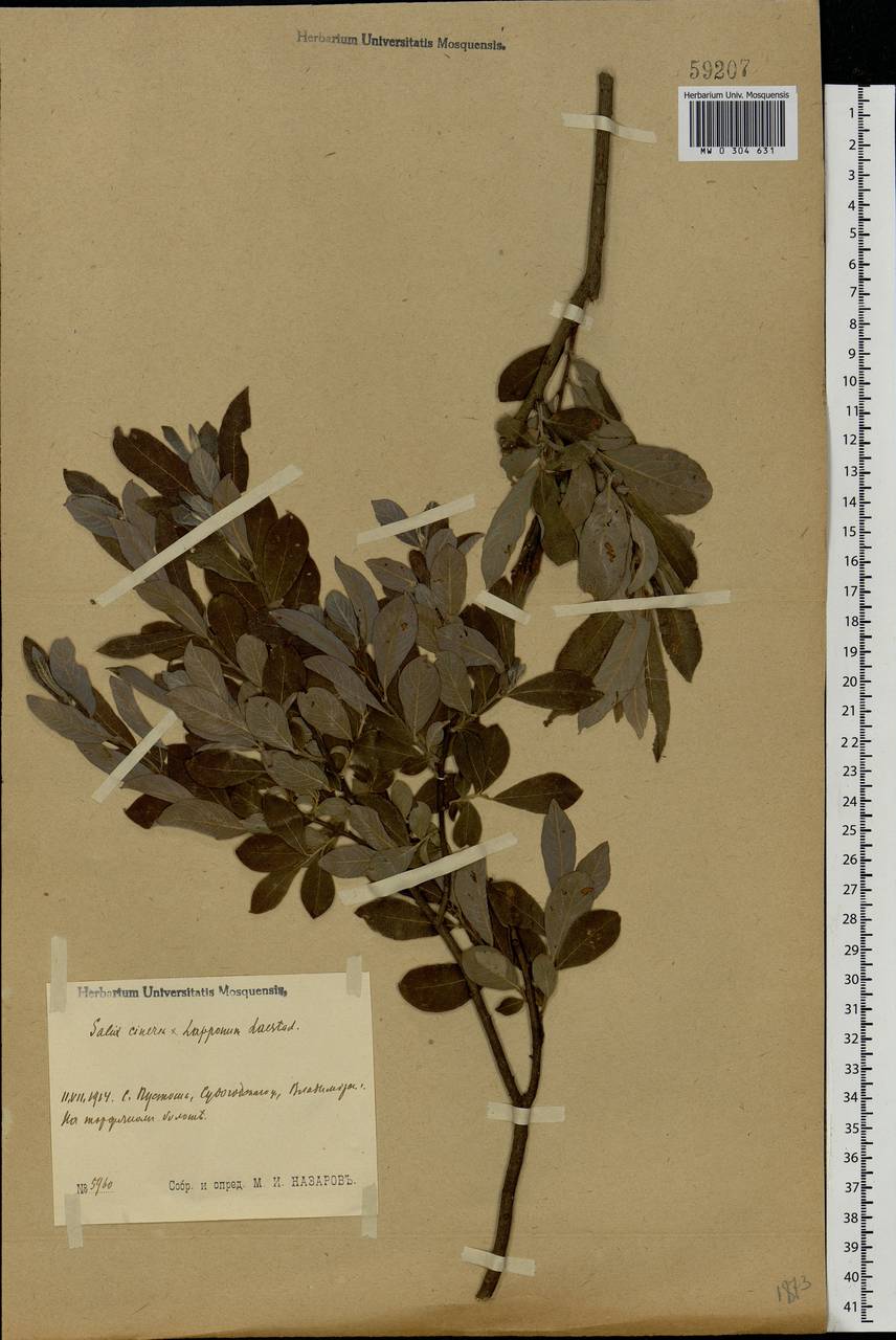 Salix cinerea × lapponum, Eastern Europe, Moscow region (E4a) (Russia)