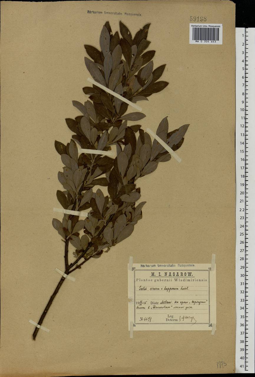 Salix cinerea × lapponum, Eastern Europe, Central region (E4) (Russia)