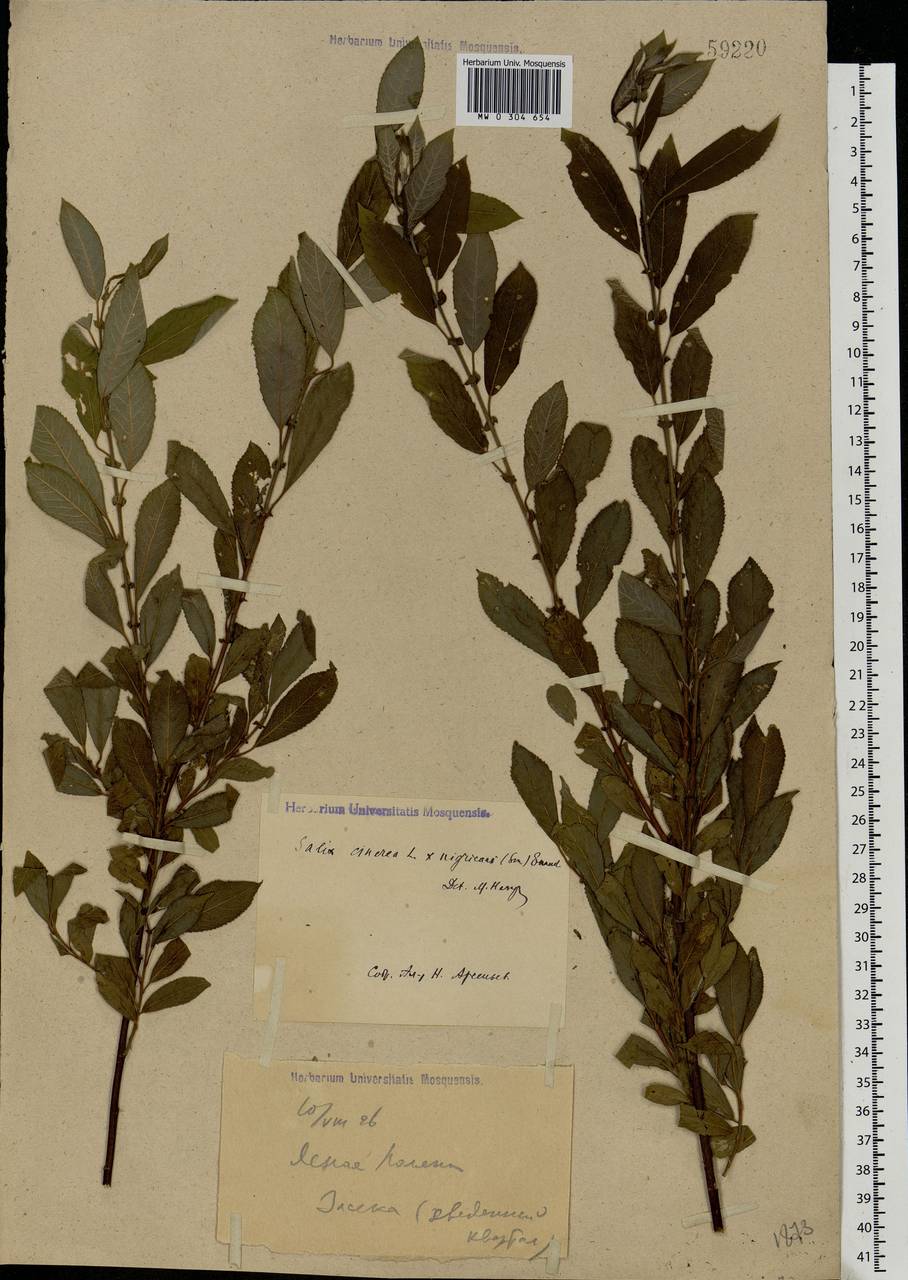 Salix vaudensis Schleich. ex J.Forbes, Eastern Europe, Central region (E4) (Russia)